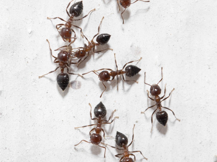 Cockroaches & Insect Control