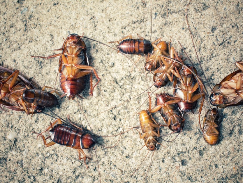 Cockroaches & Insect Control