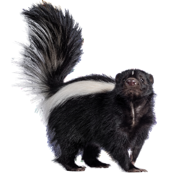 Skunks