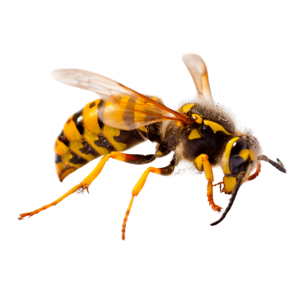 Wasps